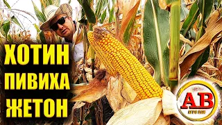 🌽ПЕРЕД ЗБИРАННЯМ #ХОТИН #ПИВИХА #ЖЕТОН #кукуруза #семенакукурузы