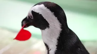 Florida Aquarium gives Valentine's to otters, penguins