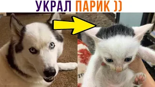 КОТ УКРАЛ ПАРИК ))) Приколы с котами | Мемозг 1034