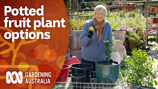 The best potted fruit plant options for small space gardens | Gardening 101 | Gardening Australia