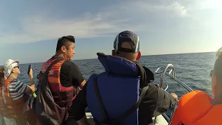 Whale Watching. Sri Lanka. Mirissa. Наблюдение за китами в Шри Ланке.