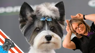 Biewer Yorkie Grooming | Yorkie Haircut