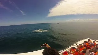 Доминикана Горбатые кити