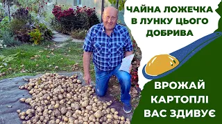 Чайна ложечка в лунку цього добрива і врожай картоплі вас здивує!