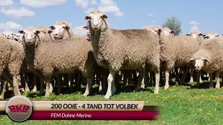 FEM Dohne Merino | Invitation to auction