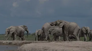 Bull elephant stirs up an elephant herd at a waterhole, Nxai Pan, Botswana