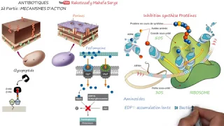 ANTIBIOTIQUES  - 2è Partie : MÉCANISMES D’ACTION