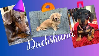 Best Hilarious Dachshund Dog Video Compilation Try to Not Laugh , weiner puppies  mini weiner.