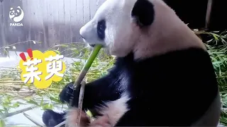 Life diary of giant pandas Jin Xi and Zhuyu in Spain 03 #giantpanda #zoomadrid