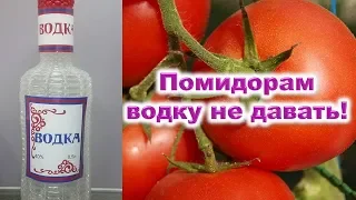 Помидорам водку не давать! Как ускорить созревание зеленых помидоров после завершающего сбора том..