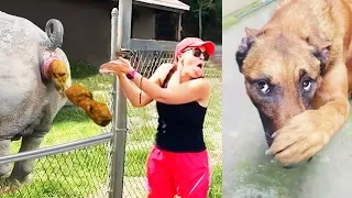 I would die laughing for these dogs | Funny Dog And Cat |Your Daily Dose of Funny DOGS Compilation!
