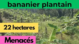 diagnostic de 22 ha de bananier plantain en danger : plusieurs millions hypothéqués!