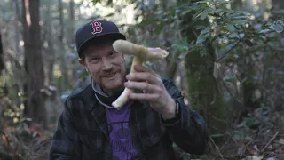 How to Safely Forage for the Edible Coccora (Amanita calytroderma) on the Sonoma Coast of California