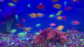 🎧 Stunning Aquarium & Relaxing Music Aquarium For Relax Sleep Meditation Hd 1080p -Screensaver