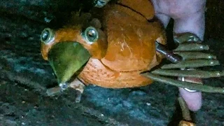 DABCHICK in the CELLAR - (HALLOWEEN SPECIAL)