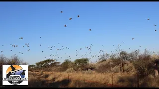 The Best Wild Driven Guineafowl with Karoo Wingshooting in South Africa