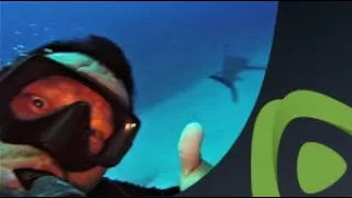 Scuba diver surprised by appearance of shark as he comes over the coral reef