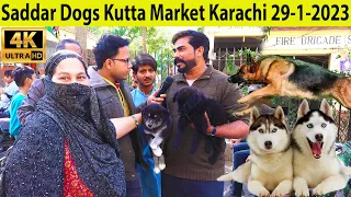 Saddar Dogs Kutta Market Karachi 29-1-2023 | German Shepherd, Pitbull Dogs, husky, Golden retriever
