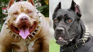 Los 10 Perros MÁS PELIGROSOS DEL MUNDO 💀 ➡ (Lista Negra Internacional)