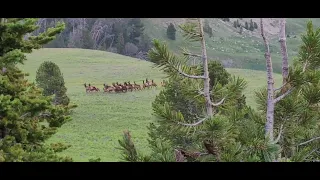 Wolves chasing Elk herd #Wolves #Elk