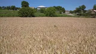 Пшениця на городі