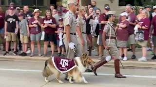 Texas A&M Mascot Reveille Leading Her Humans Into Kyle Field 2022