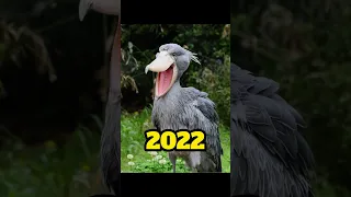 2022 shoebill stork  in 3000 bce #shortvideo #mythology #mythologymonkeyshorts