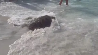 Crowd cheers for Chuckles as he returns to the Gulf of Mexico