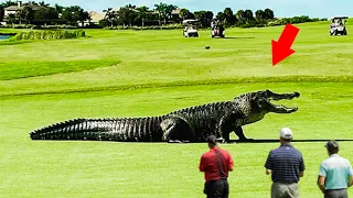 Animals INVADE The Golf Course! CRAZY!