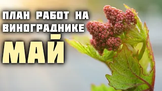 План работ на винограднике в мае🍇