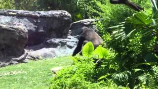 Gorillas at Animal Kingdom