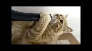 Самая смешная подборка приколов про котов Смех до слез Ржака Funny Cats, funny videos