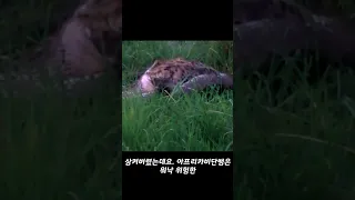 비단뱀이 하이에나를 산 채로 잡아먹는 영상