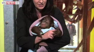 Orphaned Orangutan Looking For New Family
