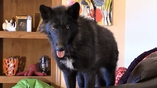 Living With A Wolf or Wolfdog