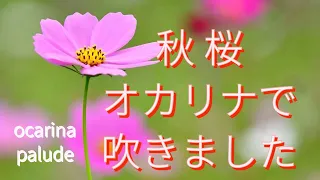「秋桜」オカリナ演奏　#秋桜　#山口百恵　#オカリナ