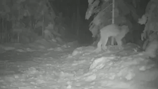 КАНАДСКАЯ РЫСЬ ПРОТИВ КОЙОТА COYOTE VS CANADA LYNX