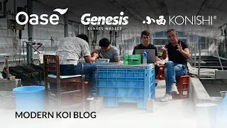 Modern Koi Blog #5621 - Live aus Japan: Die ideale Beckengröße für Jumbokoi