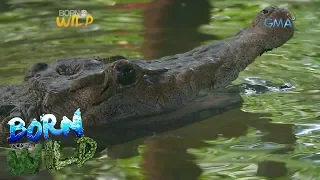 Born to be Wild: Doc Nielsen examines a 79-year-old Philippine freshwater crocodile