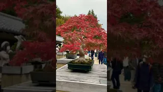 JAPANESE BONSAI (Estimated Over 100 Years Old)