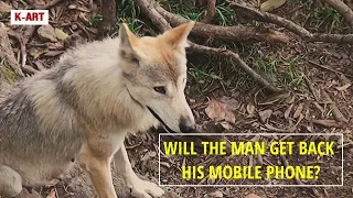 Mobile phone falls in the zoo enclosure of an Himalayan Wolf with cute pups.