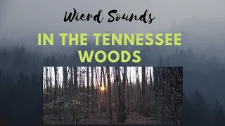 Strange Howling in the Tennessee Woods