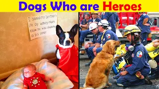 Times Dogs Surprised Humans With Their Incredibly Heroic Acts (NEW PICS)