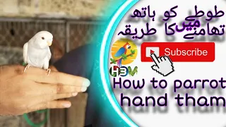 how to  tame a parrot | Haris Birds Vlogs | #how to  tame a parrot |
