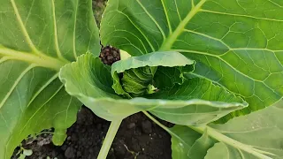 Відео про капусту. 🥬 Капуста в парнику. | Video about growing cabbage. 🥬 Cabbage in a greenhouse.