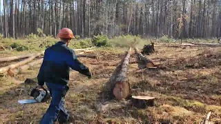 Валка леса в солнечную погоду Stihl MS 361 Lesorub 🌲🌲🌲