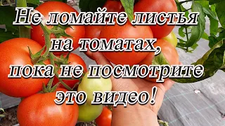 Не удаляйте листья на томатах до просмотра этого видео! Советы агронома.