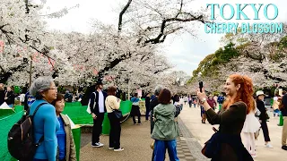 Tokyo cherry blossom | Thousands people visit cherry blossom seasson in Tokyo city Japan 【桜】