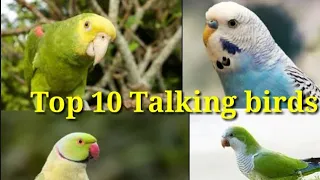Top 10 Most popular talking pet birds | Talking parrots | S birds channel