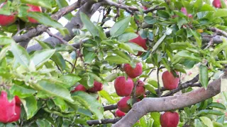 Apple Garden of Kalpa |Kinnaur Apples| Shimla Himachal Pradesh